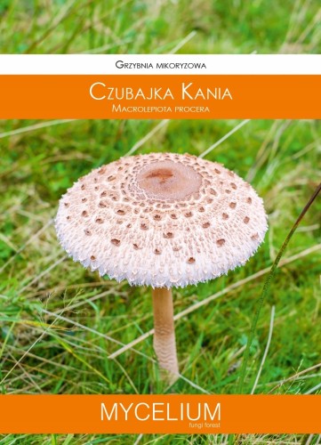 GRZYBNIA CZUBAJKA KANIA 60ML