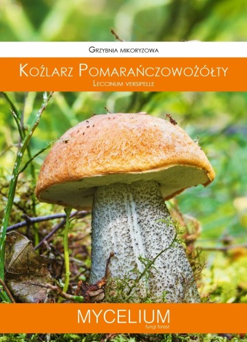GRZYBNIA KOŹLARZ POMARAŃCZOWY 60ML