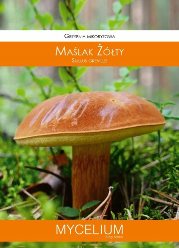GRZYBNIA MAŚLAK ŻÓŁTY 60ML
