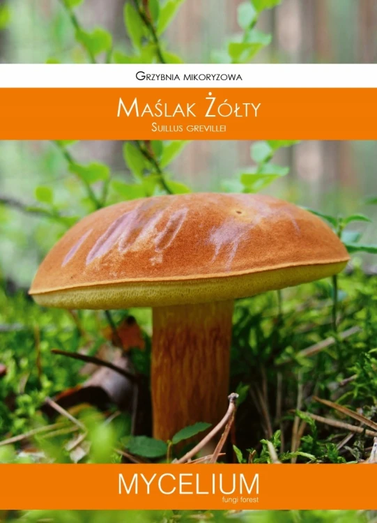 GRZYBNIA MAŚLAK ŻÓŁTY 60ML
