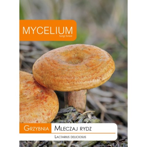 GRZYBNIA MLECZAJ  RYDZ 60ML