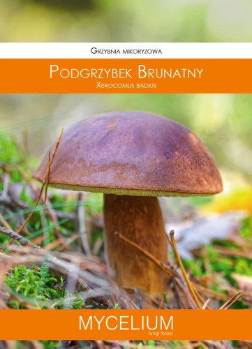GRZYBNIA PODGRZYBEK BRUNATNY 60ML