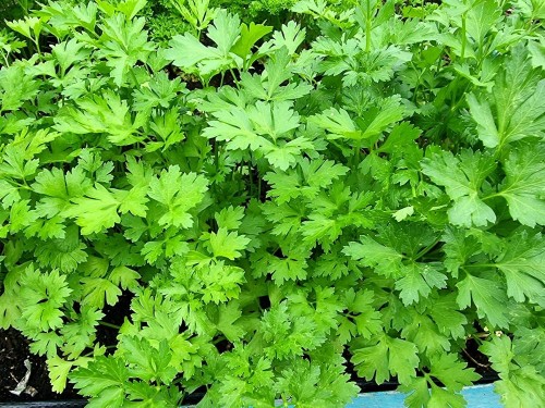 PIETRUSZKA LIŚCIOWA NATALKA 500G