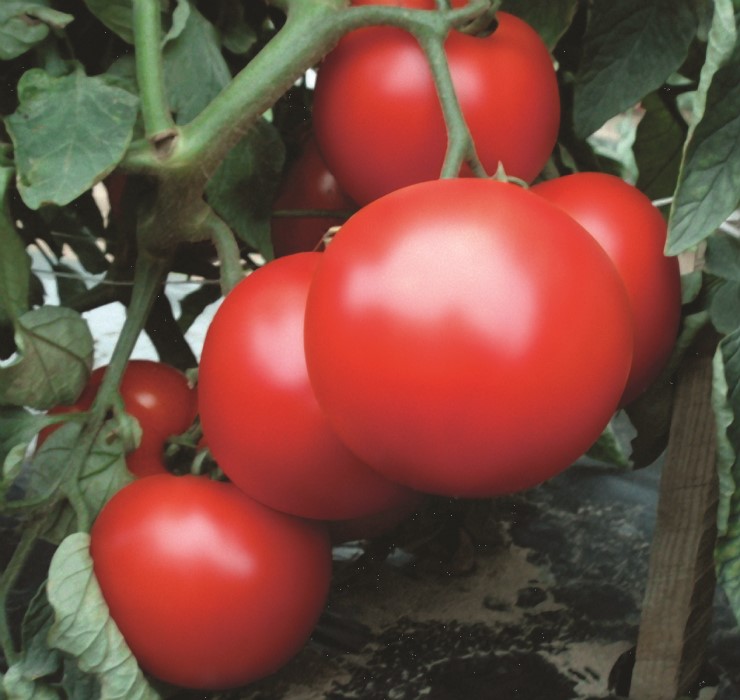 POMIDOR REDIANA 5 TYS
