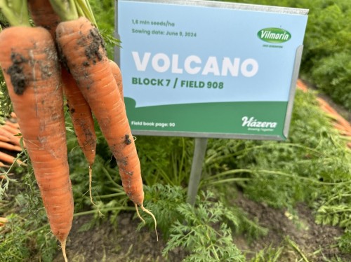 MARCHEW VOLCANO 1,6-1,8 100T