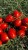POMIDOR N0296 5T