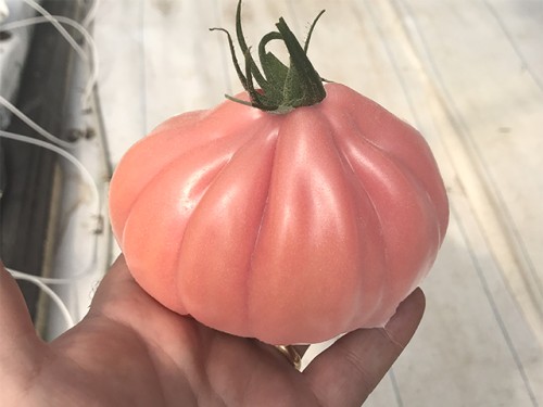 POMIDOR MAMIPINK 500N