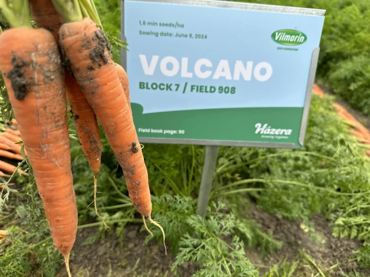 MARCHEW VOLCANO 2-2,2 100T