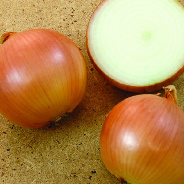 CEBULA BARBARO(SV4774NV) 250T