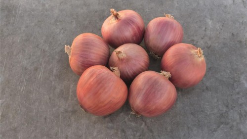 CEBULA RÓŻOWA BLUSH 250T