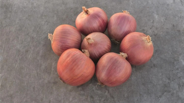 CEBULA RÓŻOWA BLUSH 250T