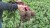 BURAK WODAN 50T 