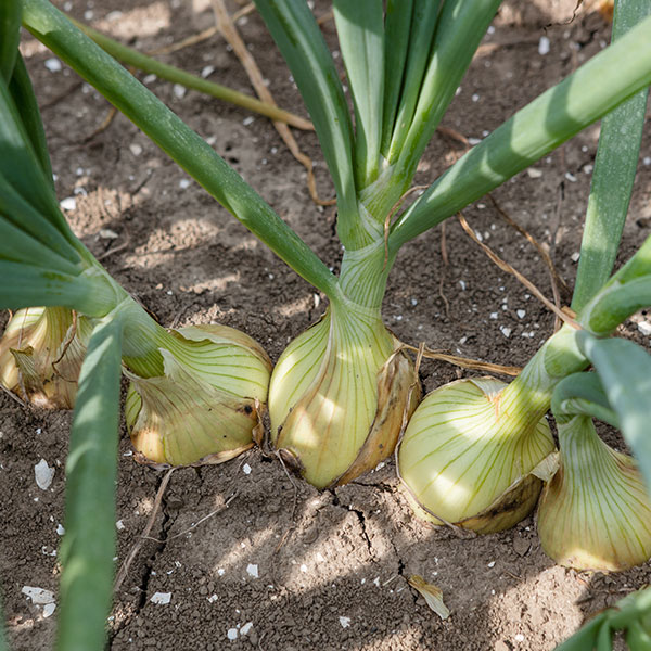 CEBULA BOSSITO 250T