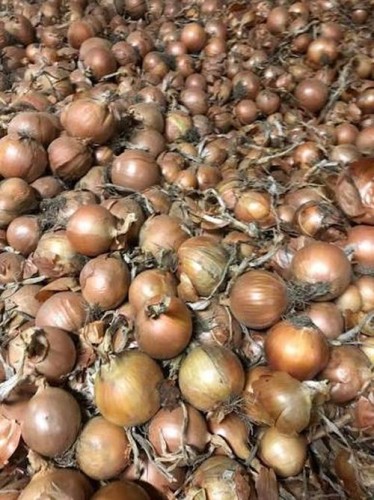 CEBULA OLOROSO 100T 