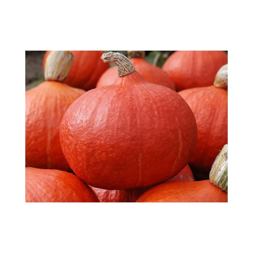 DYNIA ORANGE SUMMER 500N