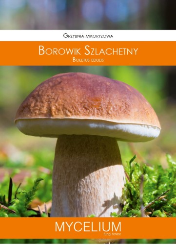 GRZYBNIA BOROWIK SZLACHETNY 60ML