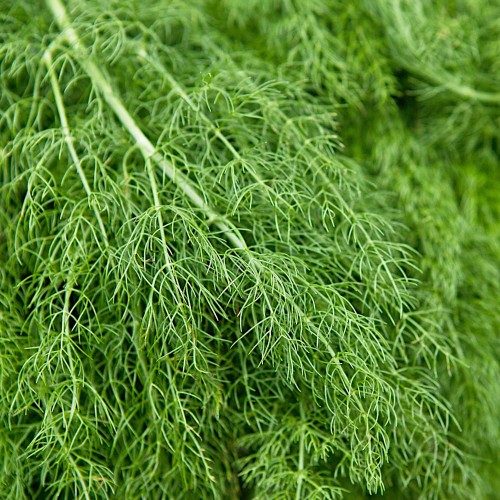 KOPER MORAVAN 500G