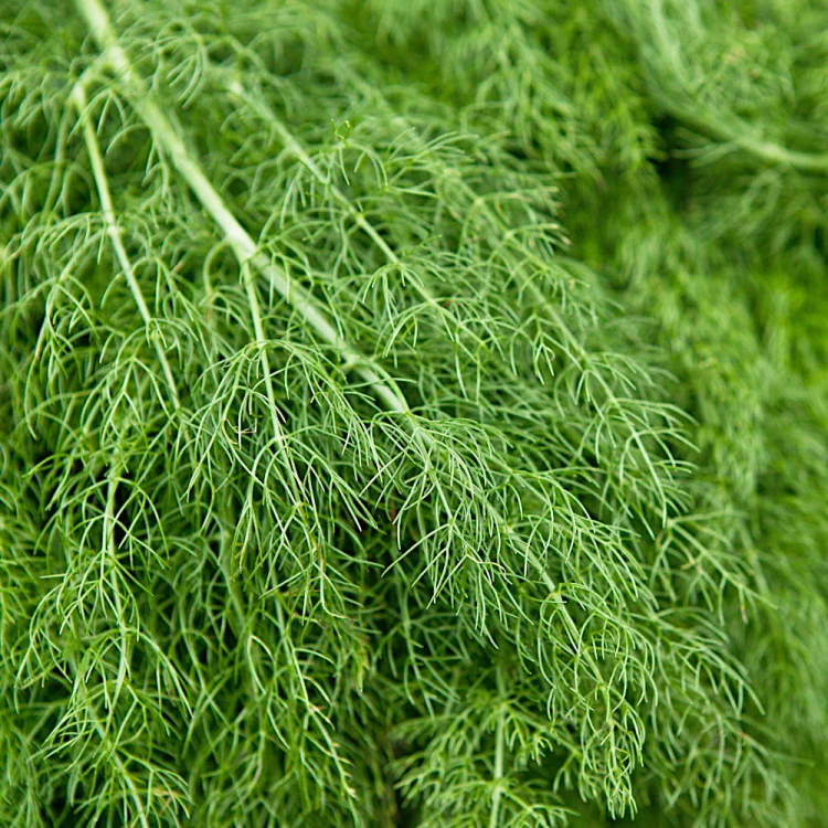 KOPER MORAVAN 500G
