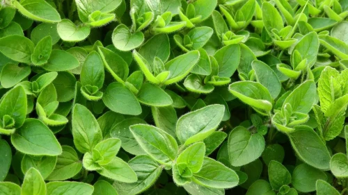MAJERANEK 50G NOVISEM