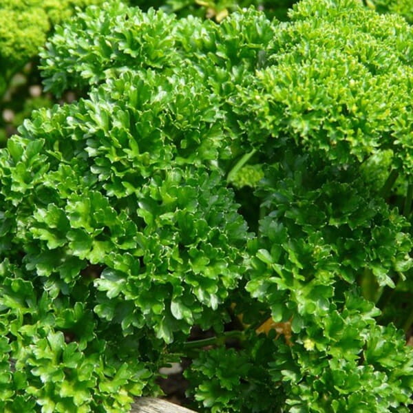 PIETRUSZKA LIŚCIOWA MOSS CURLED 2 50G