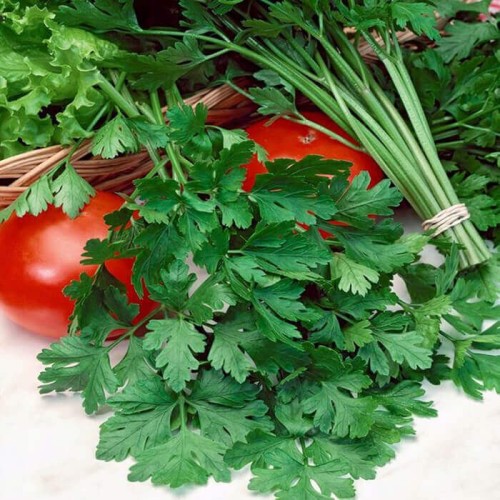 PIETRUSZKA LIŚCIOWA SIOUX  100G