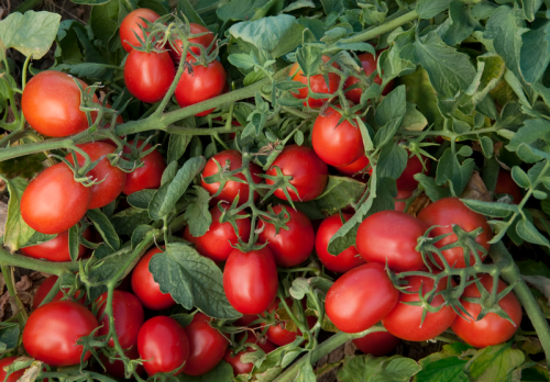 POMIDOR RED SKY 5T