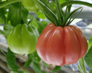POMIDOR ROSAMUNDA 100N