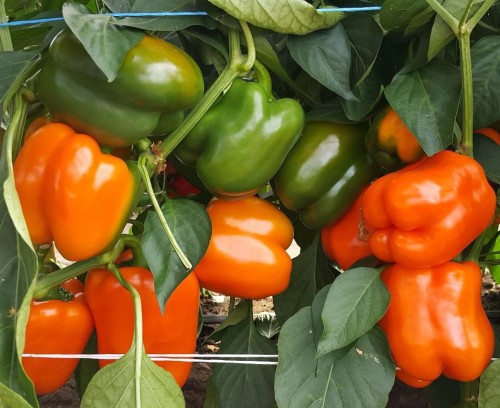 PAPRYKA CLEMENTINE 500N