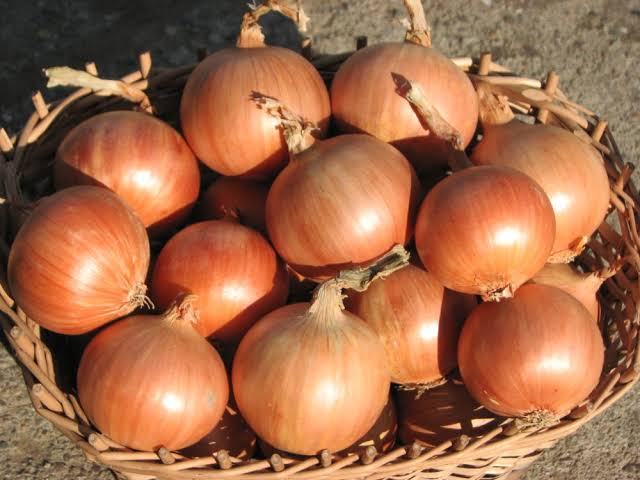 CEBULA RIJNSBURGER 250T PREC