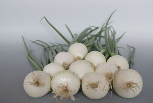 CEBULA ZIMOWA NEVIX 500G