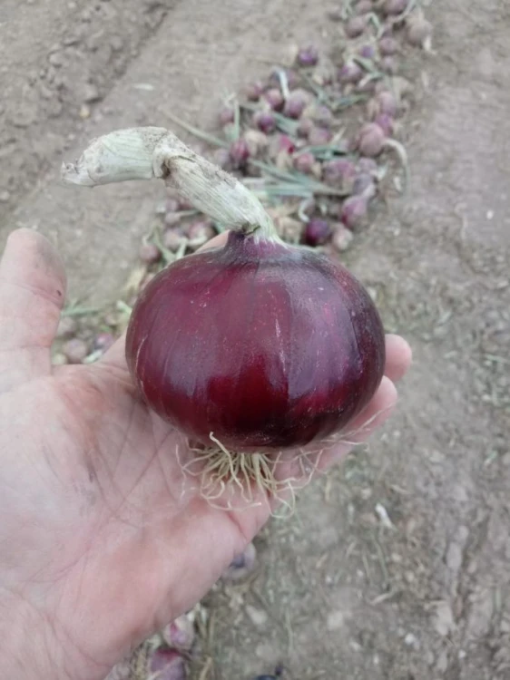 CEBULA ZIMOWA CRX3720 250T  CZERWONA