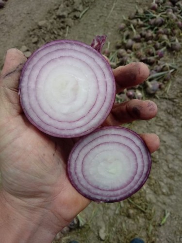 CEBULA ZIMOWA CRX3720 250T  CZERWONA