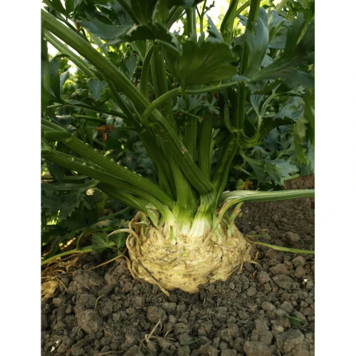 SELER MONARCH 10T