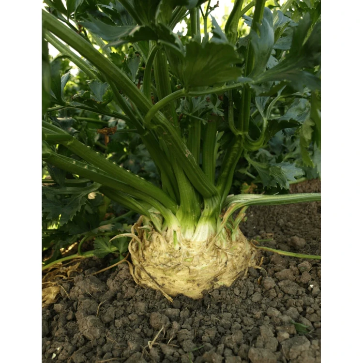 SELER MONARCH 10T
