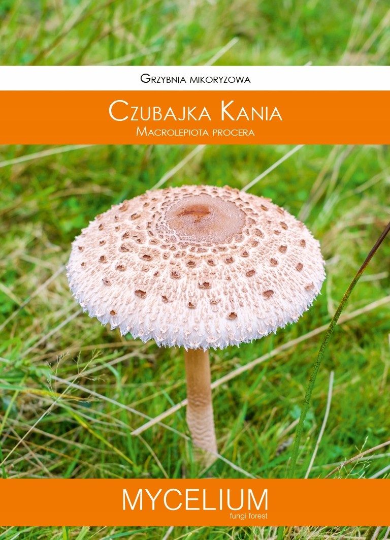 GRZYBNIA CZUBAJKA KANIA 60ML