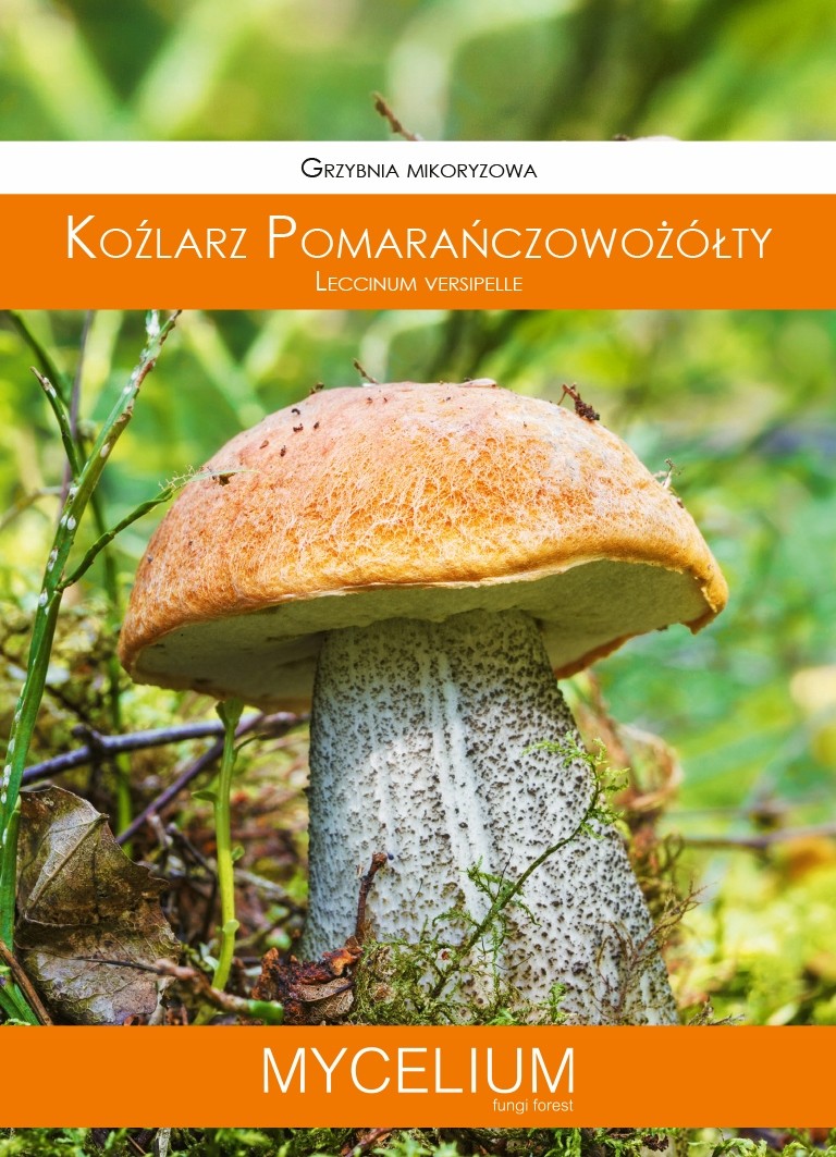 GRZYBNIA KOŹLARZ POMARAŃCZOWY 60ML