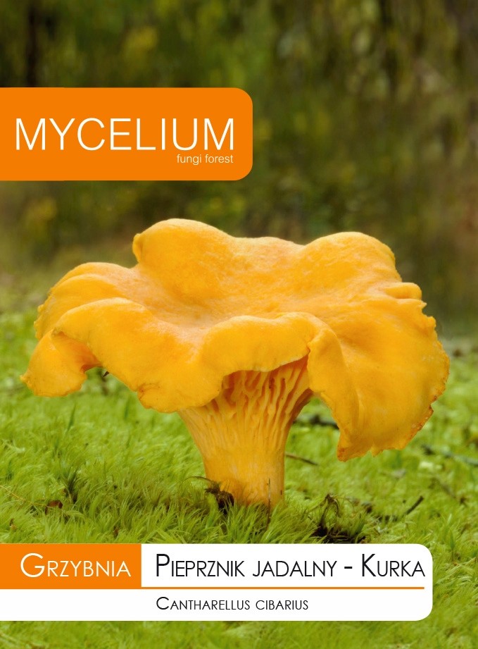 GRZYBNIA KURKA PIEPRZNIK JADALNY 60ML