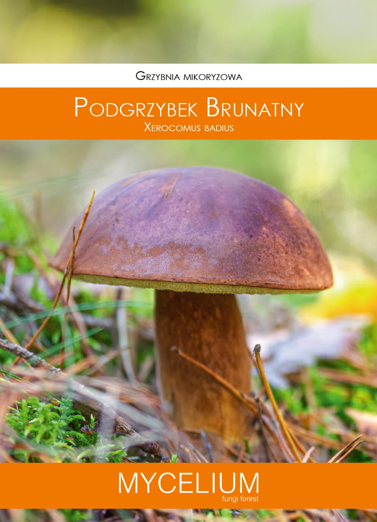 GRZYBNIA PODGRZYBEK BRUNATNY 60ML