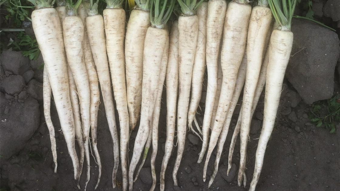 PIETRUSZKA ARCTICA  B-MOX 100T 