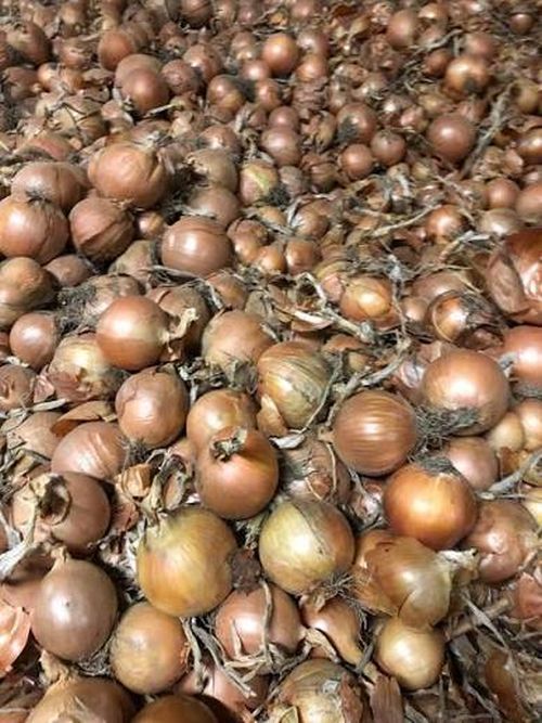 CEBULA OLOROSO 100T 