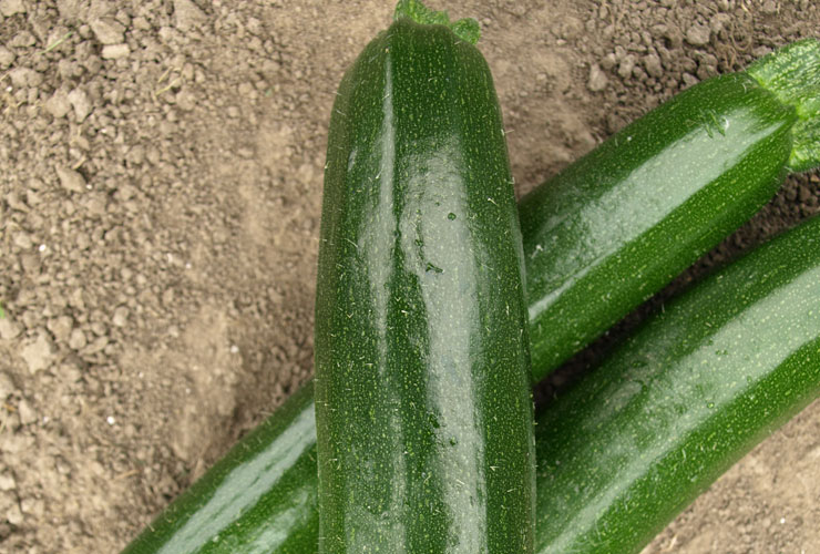 CUKINIA LANKA 5TYS