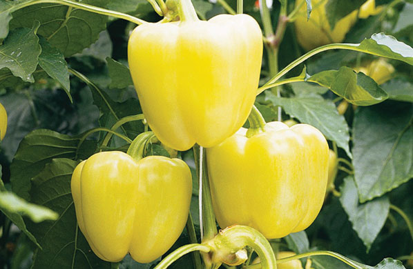 PAPRYKA BELLADONNA 500N