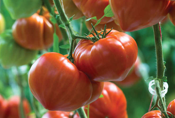 POMIDOR GOURMANDIA 250N (CLX37522)