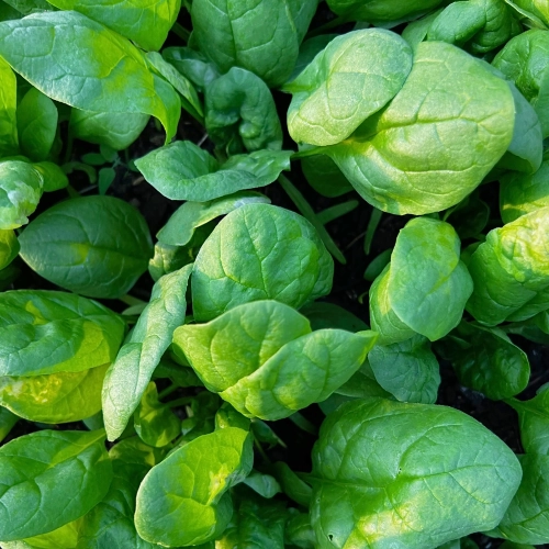 SZPINAK OLBRZYM ZIMOWY 500G O