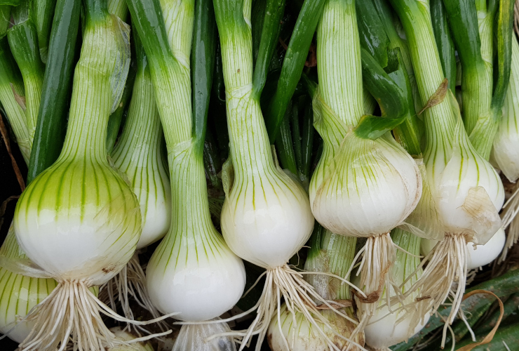 CEBULA ZIMOWA NEVIX 500G