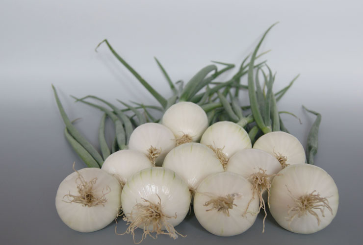 CEBULA ZIMOWA NEVIX 500G