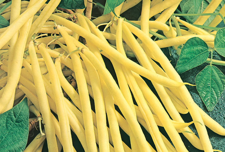 FASOLA ROCDOR 1KG