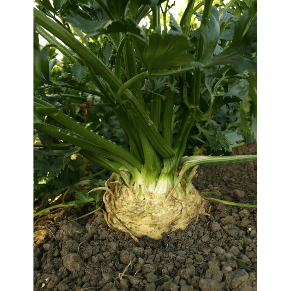 SELER MONARCH 10T